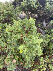 Prunus ilicifolia