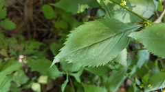 Solidago flexicaulis