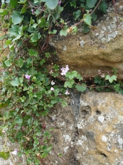 Cymbalaria muralis