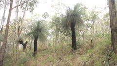 Xanthorrhoea glauca