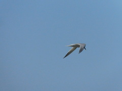 Thalasseus sandvicensis