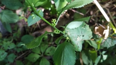 Solidago flexicaulis