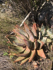 Aloe perfoliata