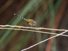 Diplacodes deminuta