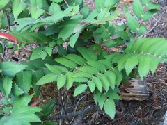 Berberis nervosa