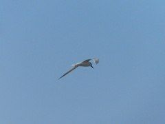 Thalasseus sandvicensis