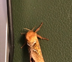 Triodia sylvina