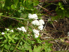 Galium boreale