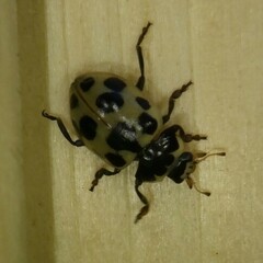 Ceratomegilla notata