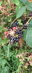 Rubus fruticosus