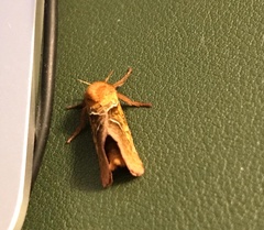 Triodia sylvina