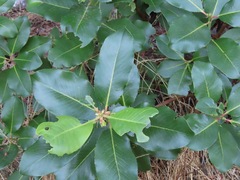 Arbutus menziesii