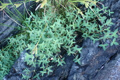 Trifolium wormskioldii