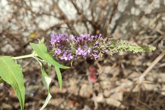 Buddleja davidii