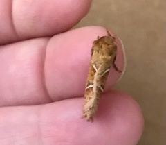 Triodia sylvina