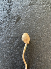 Fungi
