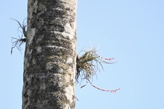 Tillandsia paraensis