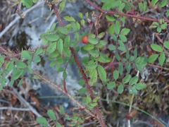 Rosa gymnocarpa