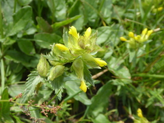 Rhinanthus minor