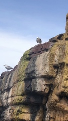 Ichthyaetus audouinii