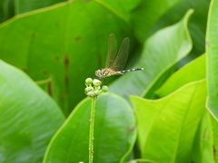 Trithemis pallidinervis