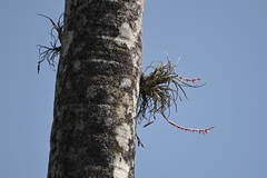 Tillandsia paraensis