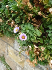Erigeron glaucus