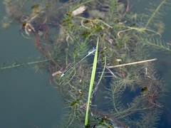 Pseudagrion australasiae