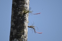 Tillandsia paraensis