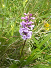Gymnadenia