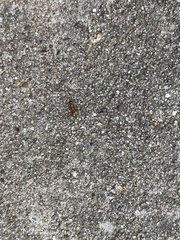 Formica pallidefulva