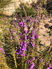 Muraltia macropetala