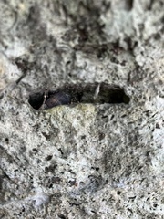 Chondropoma