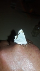 Sericoptera mahometaria