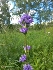 Campanula cervicaria