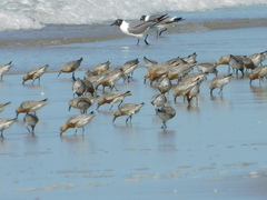 Calidris canutus