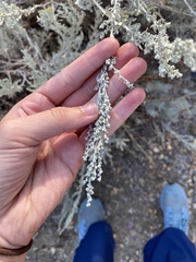 Artemisia tridentata