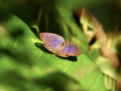 Arhopala major