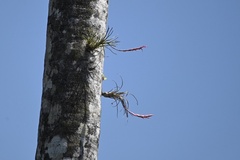 Tillandsia paraensis