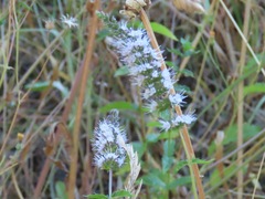 Mentha spicata