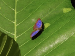 Arhopala major