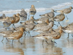 Calidris canutus