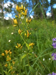 Hypericum hirsutum