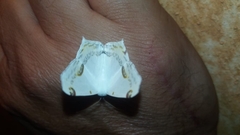 Sericoptera mahometaria