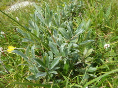 Salix lapponum
