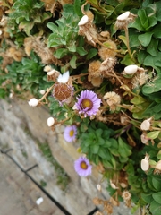 Erigeron glaucus