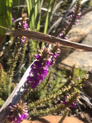 Muraltia macropetala