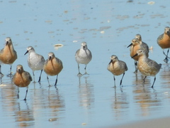 Calidris canutus