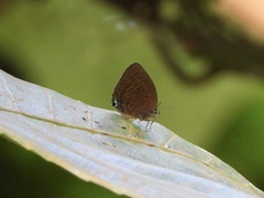 Arhopala major