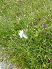 Eriophorum angustifolium